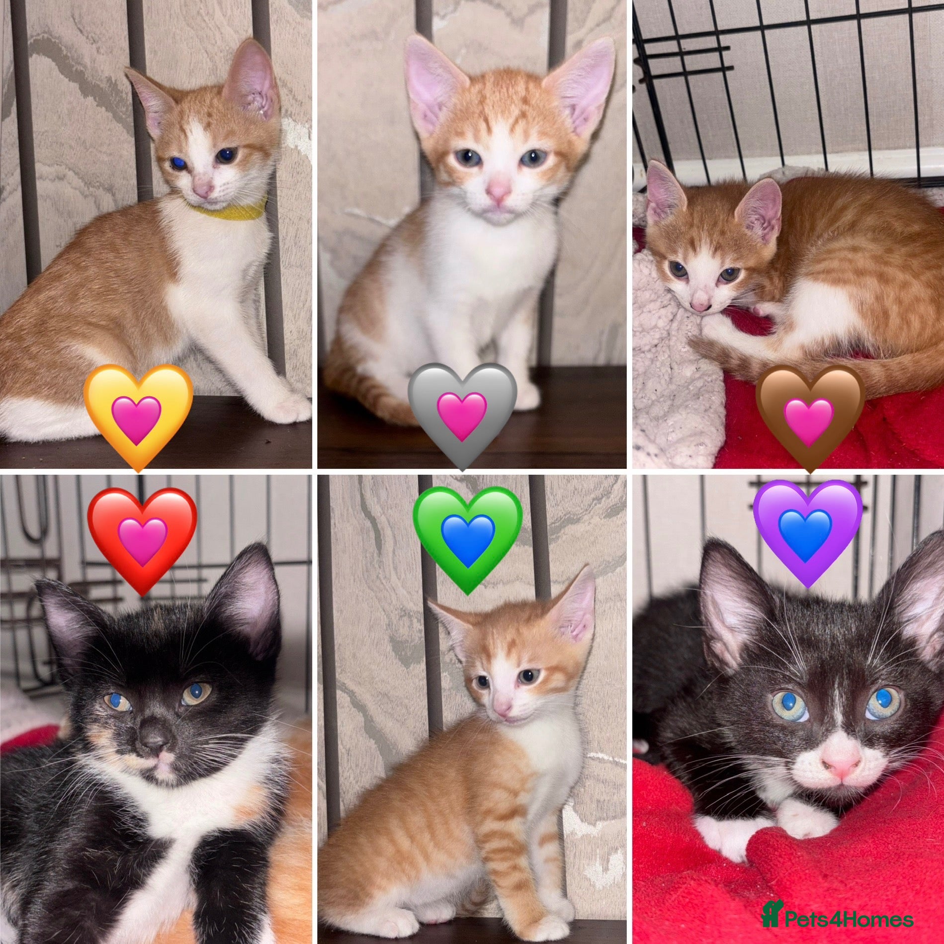 Mixed Breed cats READY 2 LEAVE NOW 4girls 2boys - Advert 2