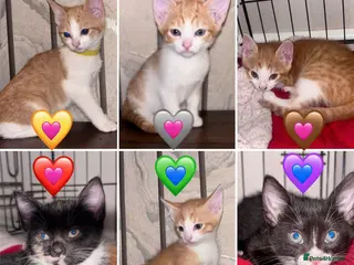 Mixed Breed cats READY 2 LEAVE NOW 4girls 2boys - Advert 2