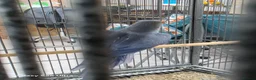Ringnecks birds for sale: Violet Blue Indian Ringneck Hen for sale - Advert 6