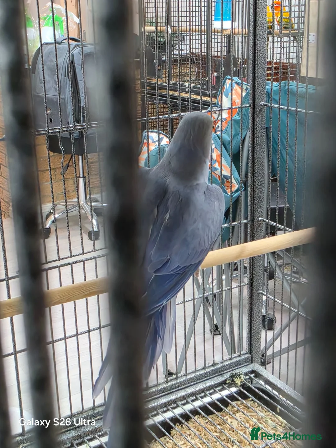 Ringnecks birds for sale: Violet Blue Indian Ringneck Hen for sale - Advert 6