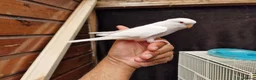 Budgerigars birds for sale: Super silly hand tamed baby budgies  - Advert 9