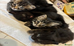 Mixed Breed cats for sale: Ragdoll/domestic shorthair  - Image 9