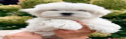 Maltese dogs for sale: Beautiful Mini Maltese Puppy - Korean Bloodlines - Advert 20