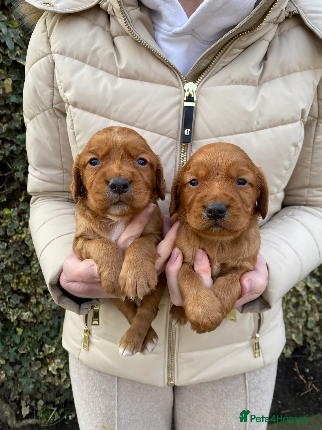 Cocker Spaniel dogs for sale: Kc Fox red, working cocker spaniels pups - Advert 18