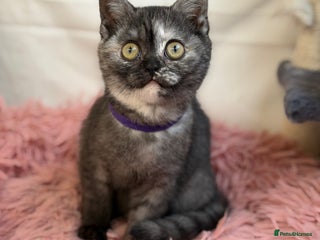 British Shorthair cats British shorthair kitten Tortie TICA - Advert 1