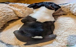 Boston Terrier dogs for sale: Adorable KC reg Boston Terrier Puppies - Image 10