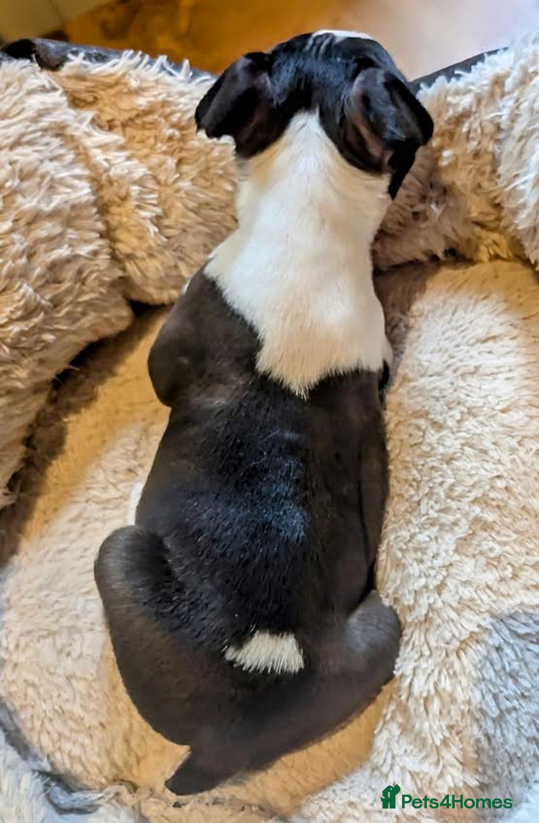 Boston Terrier dogs for sale: Adorable KC reg Boston Terrier Puppies - Image 10