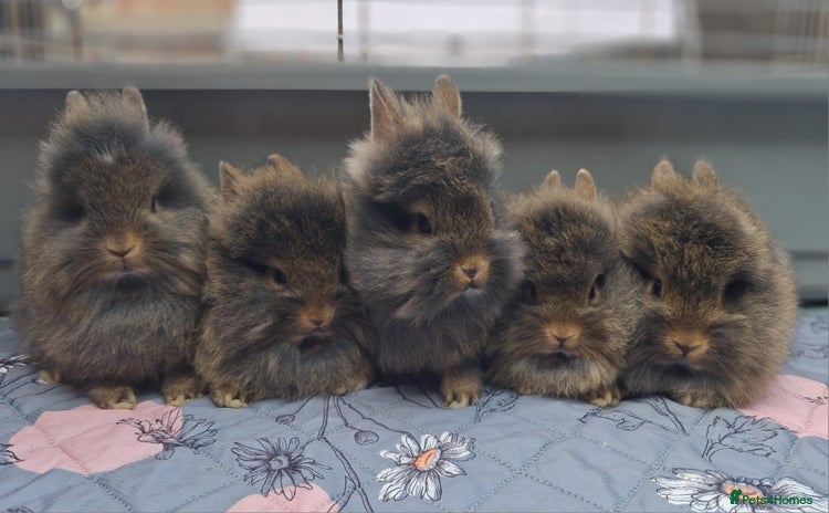 Mixed Breed rabbits - Advert 16