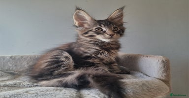 Maine Coon cats TICA REG.  Amazing kittens  - Advert 4