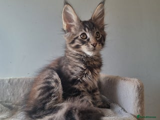 Maine Coon cats TICA REG. Amazing kittens - Advert 3