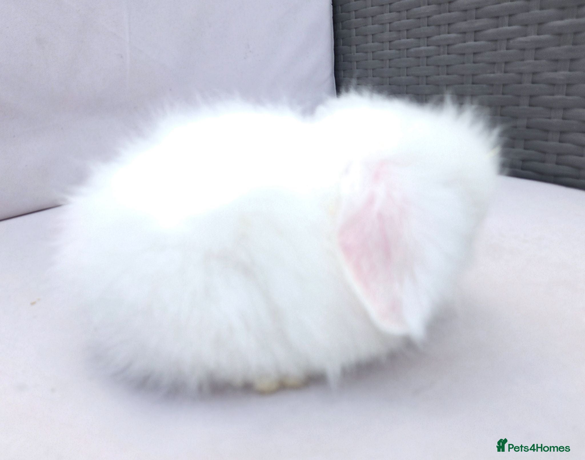 Angora rabbits Teddywidders ready to go now  - Advert 18