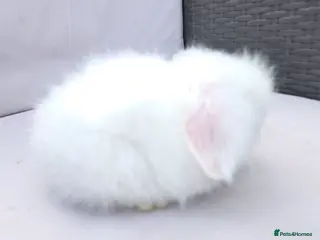 Angora rabbits Teddywidders ready to go now - Advert 18