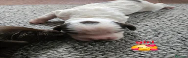 Sprocker 6