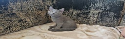 Russian Blue cats for sale: **TICA full pedigree Russian Blue kittens - Advert 15
