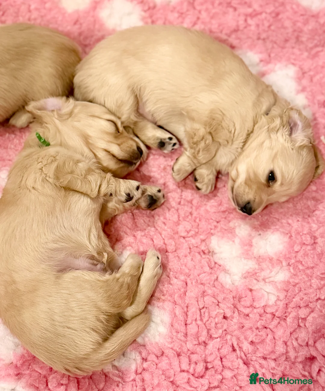 Miniature Dachshund dogs for sale: Beautiful miniature long haired cream dachshunds  - Advert 9