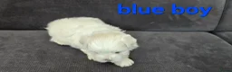 Maltese dogs for sale: ⭐️KC registered Maltese puppies⭐️ - Advert 23