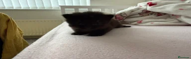 Ragdoll 1