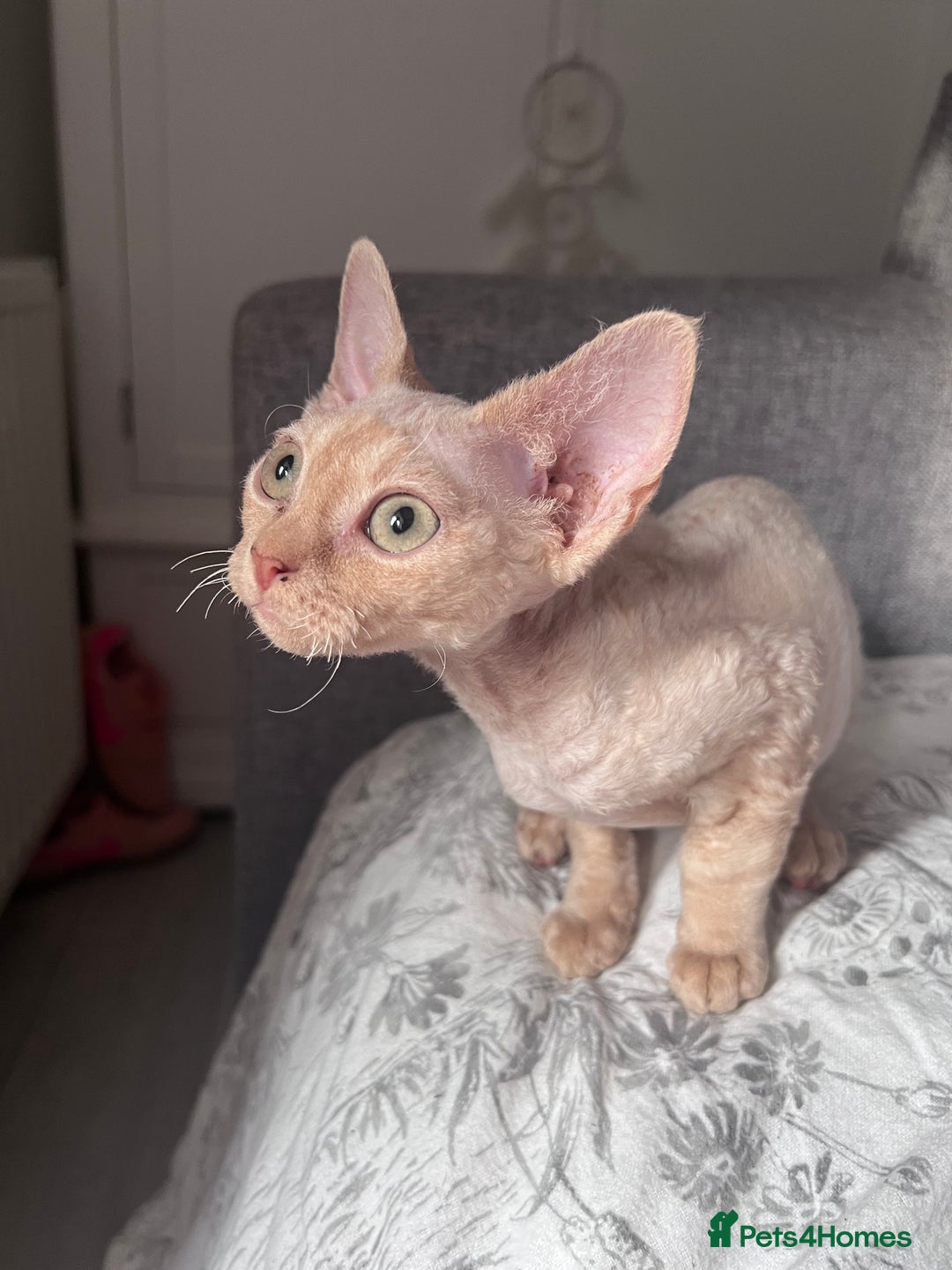 Devon Rex cats for sale: 1 girl left. Stunning Devon Rex GCCF kittens  - Image 20