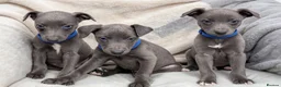 Whippet dogs for sale: Whippet puppies  - Advert 1