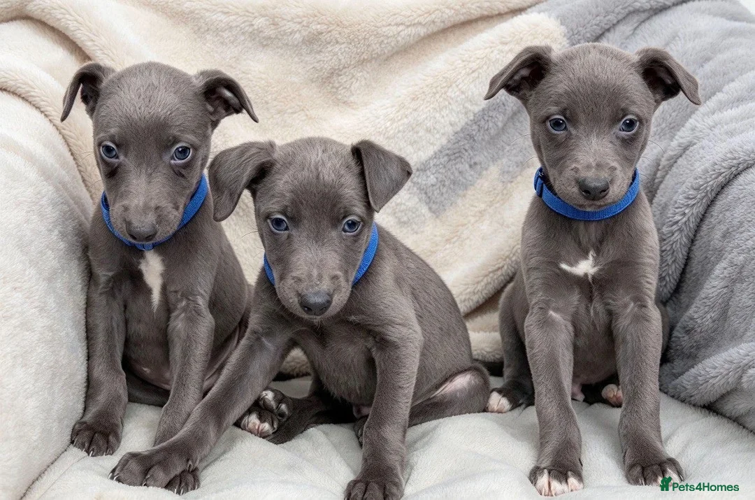 Whippet dogs for sale: Whippet puppies  - Advert 1