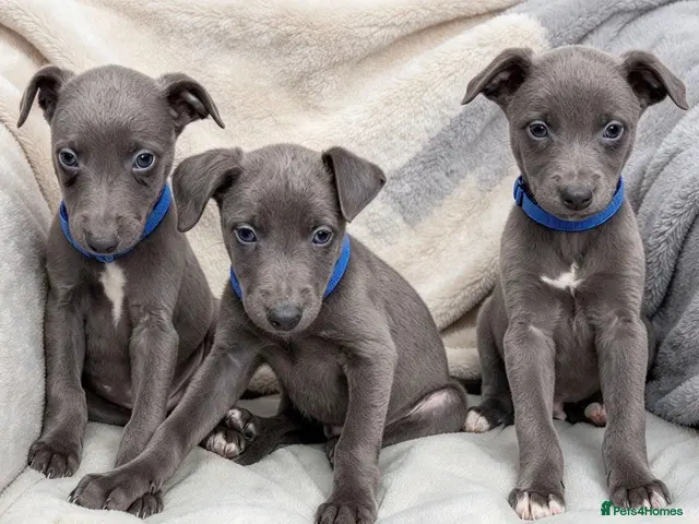 Whippet dogs for sale: Whippet puppies - Advert 1