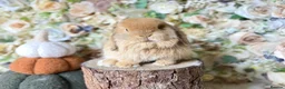 Mini Lop rabbits for sale: Mini lop babies  - Advert 8