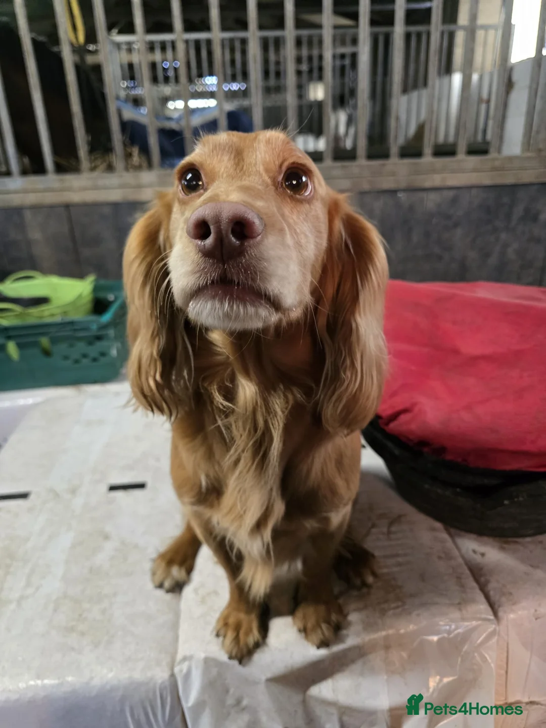 Cocker Spaniel dogs for stud: Health tested for stud  - Advert 3