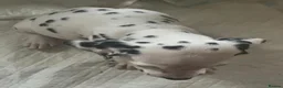 Dalmatian dogs for sale: male Dalmatian  - Advert 3