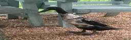 Ducks poultry for sale: X2 female Indian runners  - Advert 2