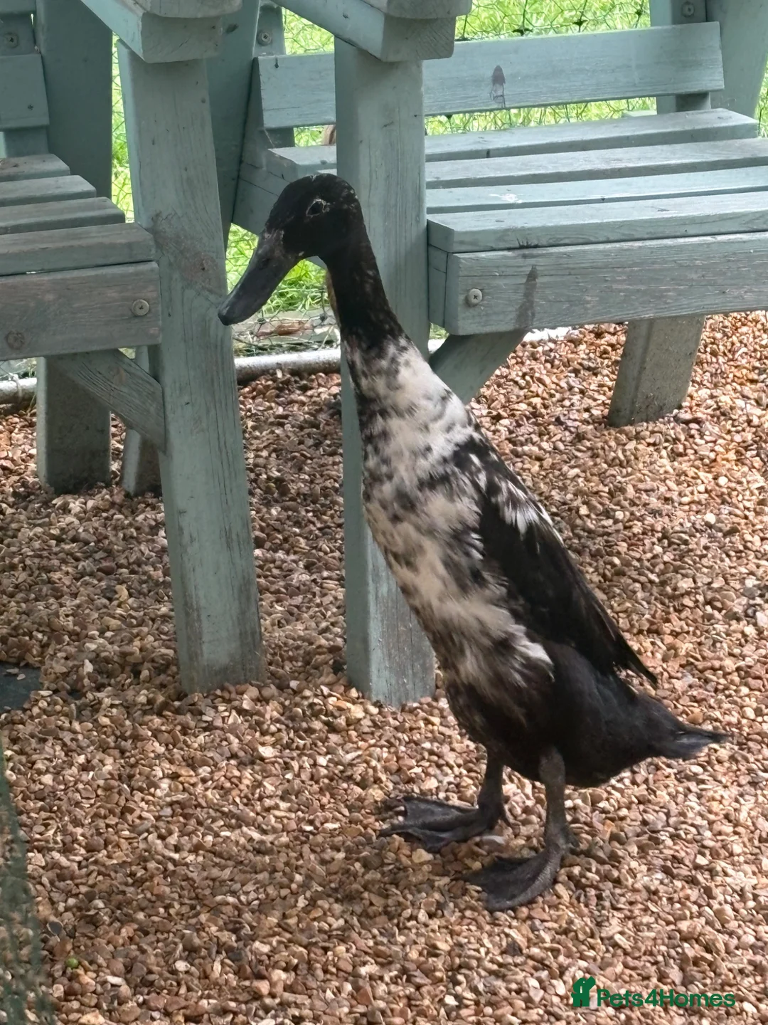 Ducks poultry for sale: X2 female Indian runners  - Advert 2