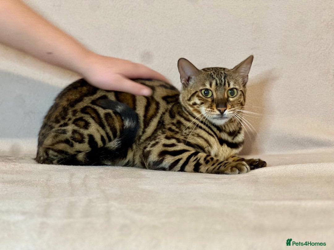 Bengal cats for sale: Bengal Queen  - Advert 7