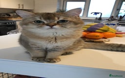 British Shorthair cats for sale: GCCF silver and golden shaded - Image 14