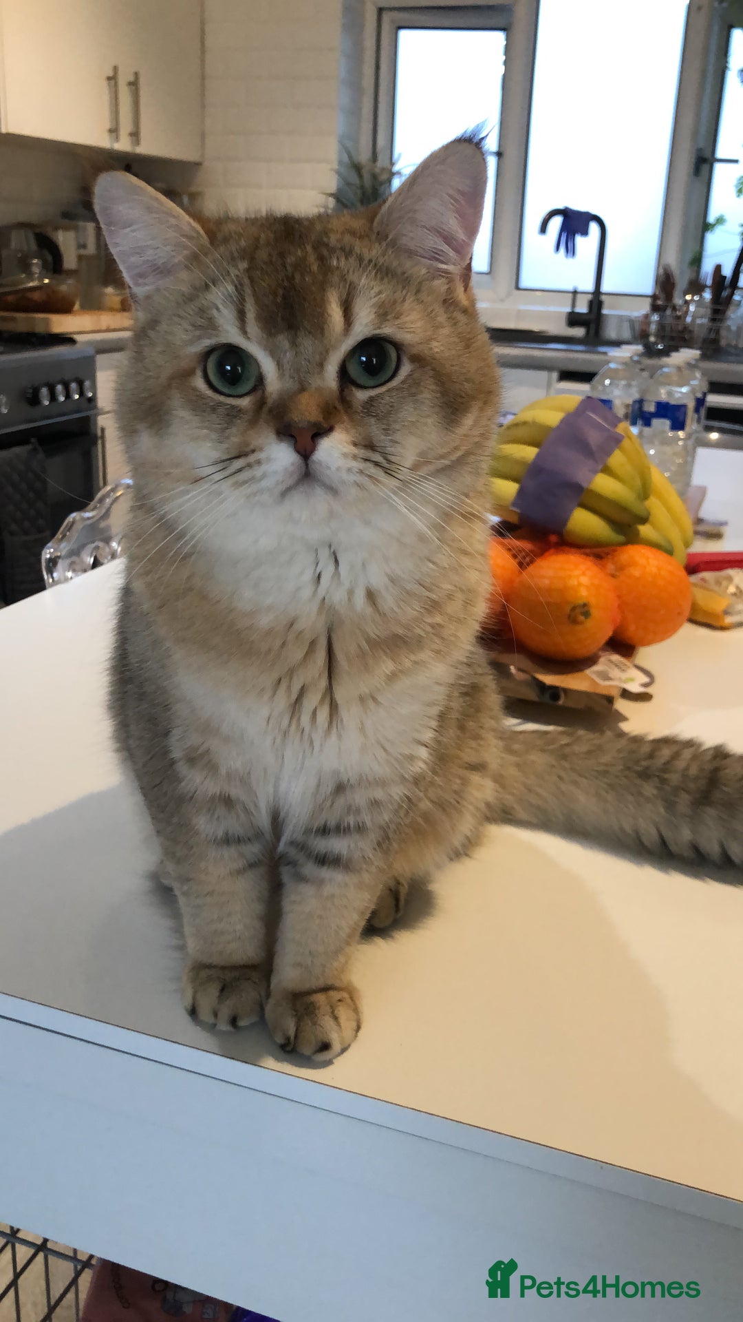 British Shorthair cats for sale: GCCF silver and golden shaded - Image 14
