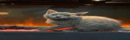 British Shorthair cats for sale: Bsh mix girl  - Advert 8