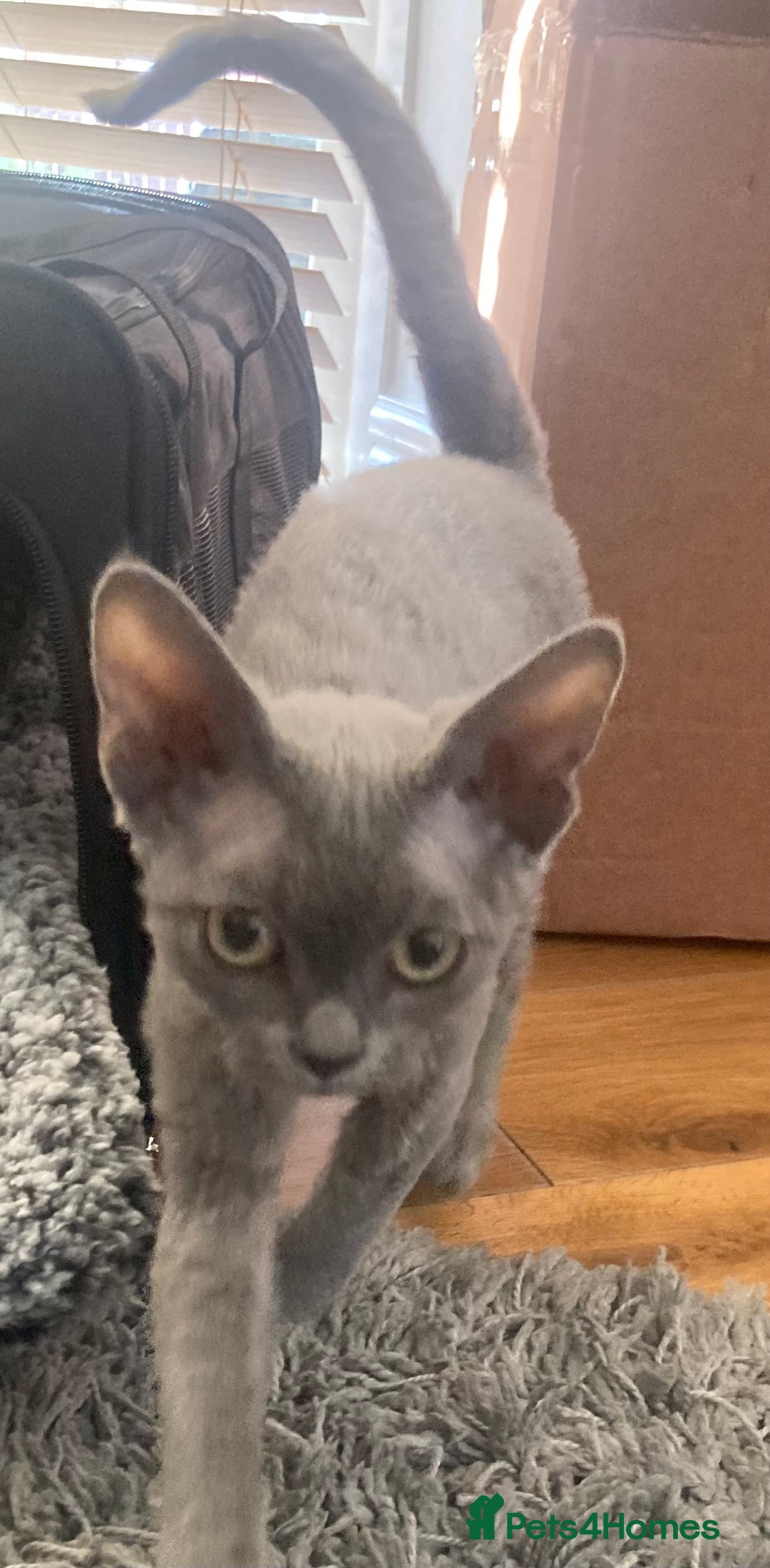 Devon Rex cats for sale: Pedigree Blue Devon Rex – 14wk Affectionate Boy - Image 6
