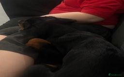 Mixed Breed dogs for sale: Rottie/ bloodhound mix - Image 4