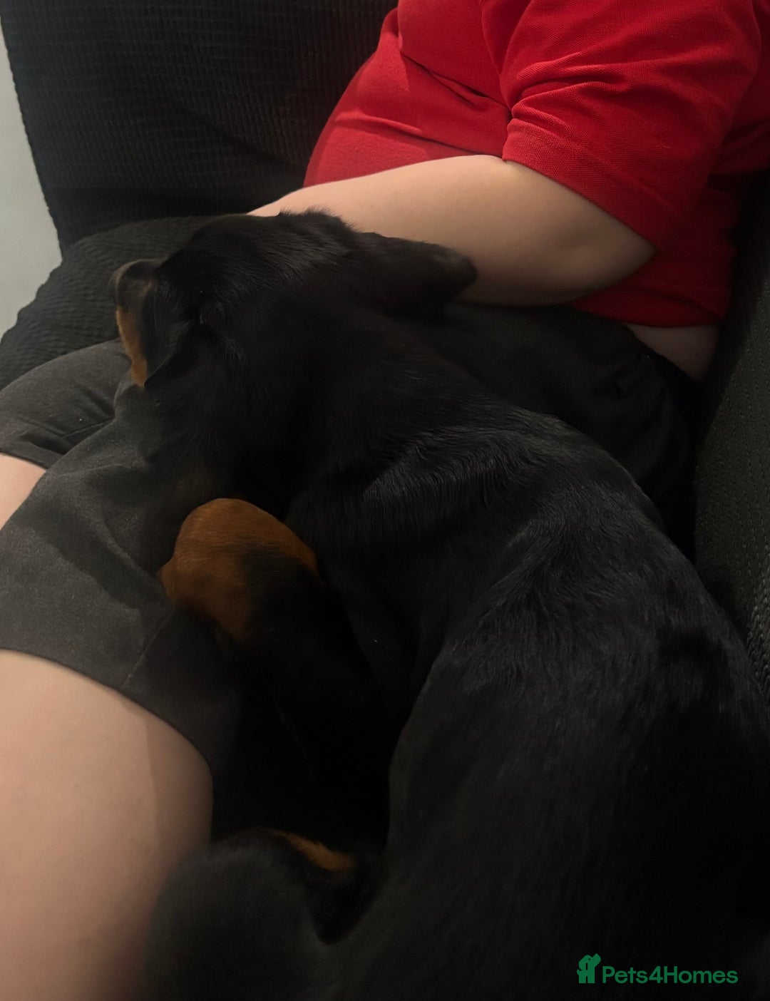 Mixed Breed dogs for sale: Rottie/ bloodhound mix - Image 4