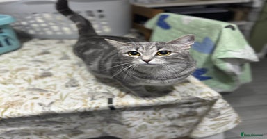 Ragdoll cats Female kitten available Snow Lynx White Girl Cat - Advert 2