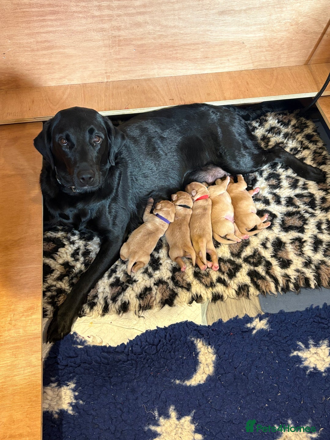 Labrador Retriever dogs for sale: Labrador pups, well-socialised & family raised - Image 7