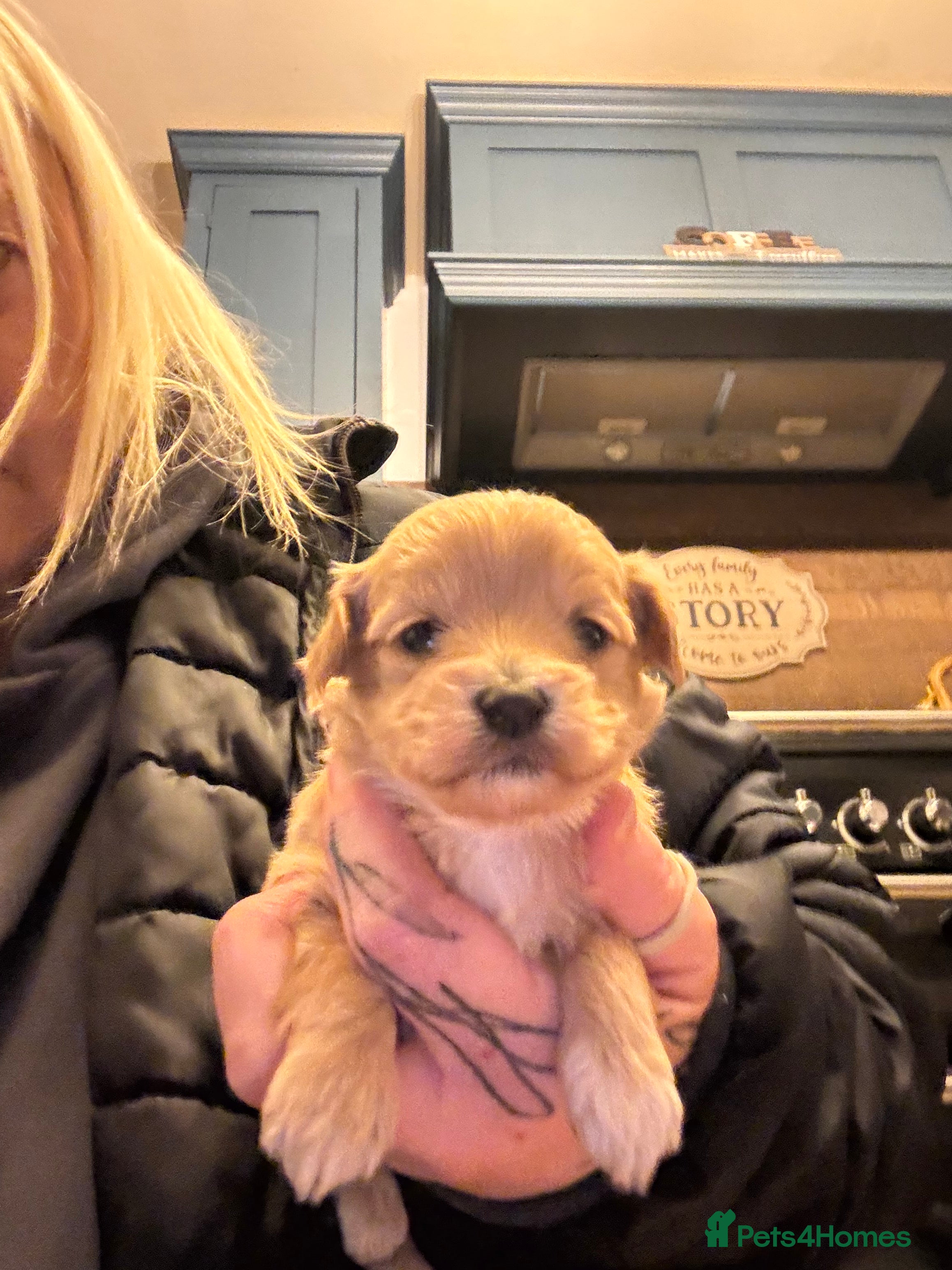 Maltipoo dogs Teddy Bear maltipoo puppies  - Advert 4