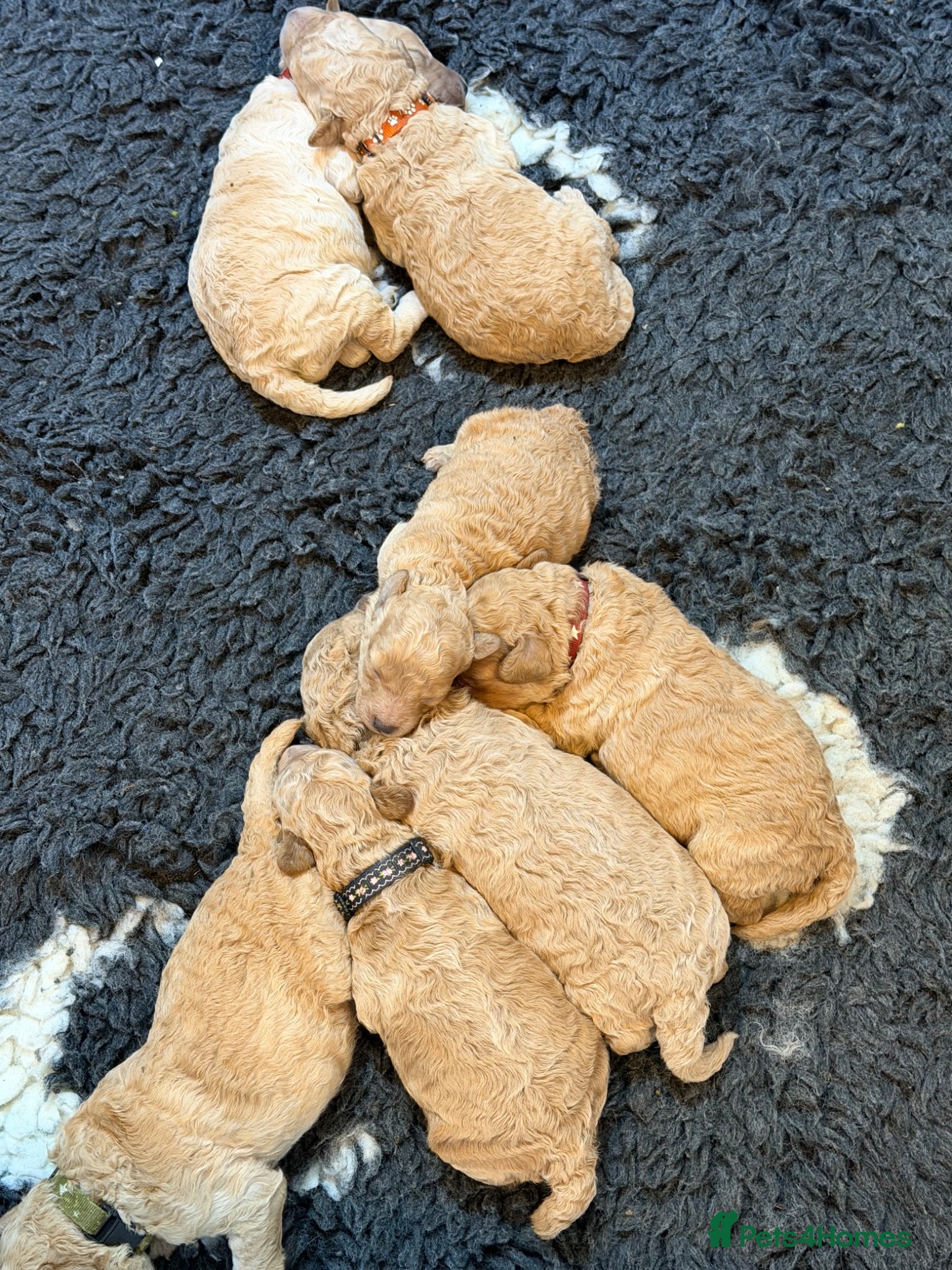 Miniature Poodle dogs KC Miniature Poodles DNA tested,  0% co eff  - Advert 2