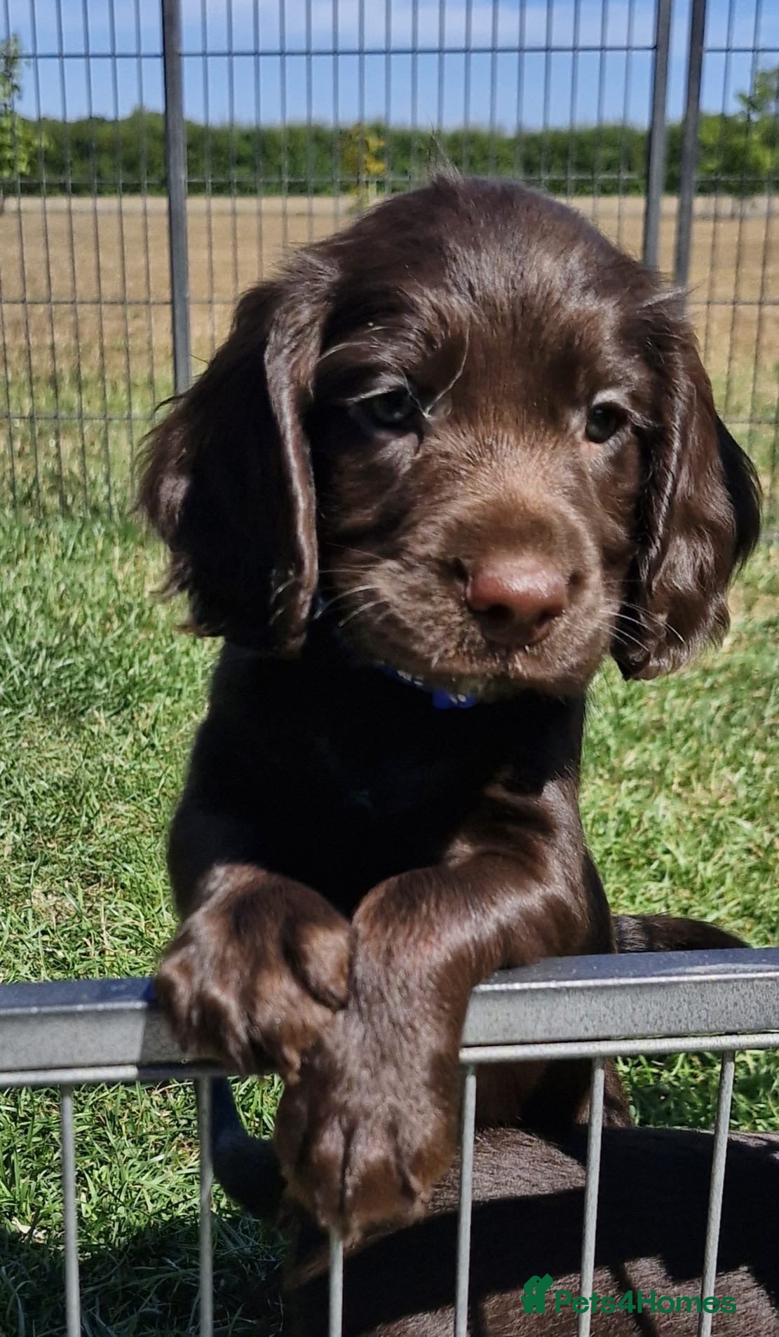 Sprocker dogs Fully DNA Health Tested F1 Sprocker Puppies - Advert 2