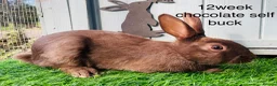 English Spot rabbits for sale: English Spot Rabbits - Advert 7