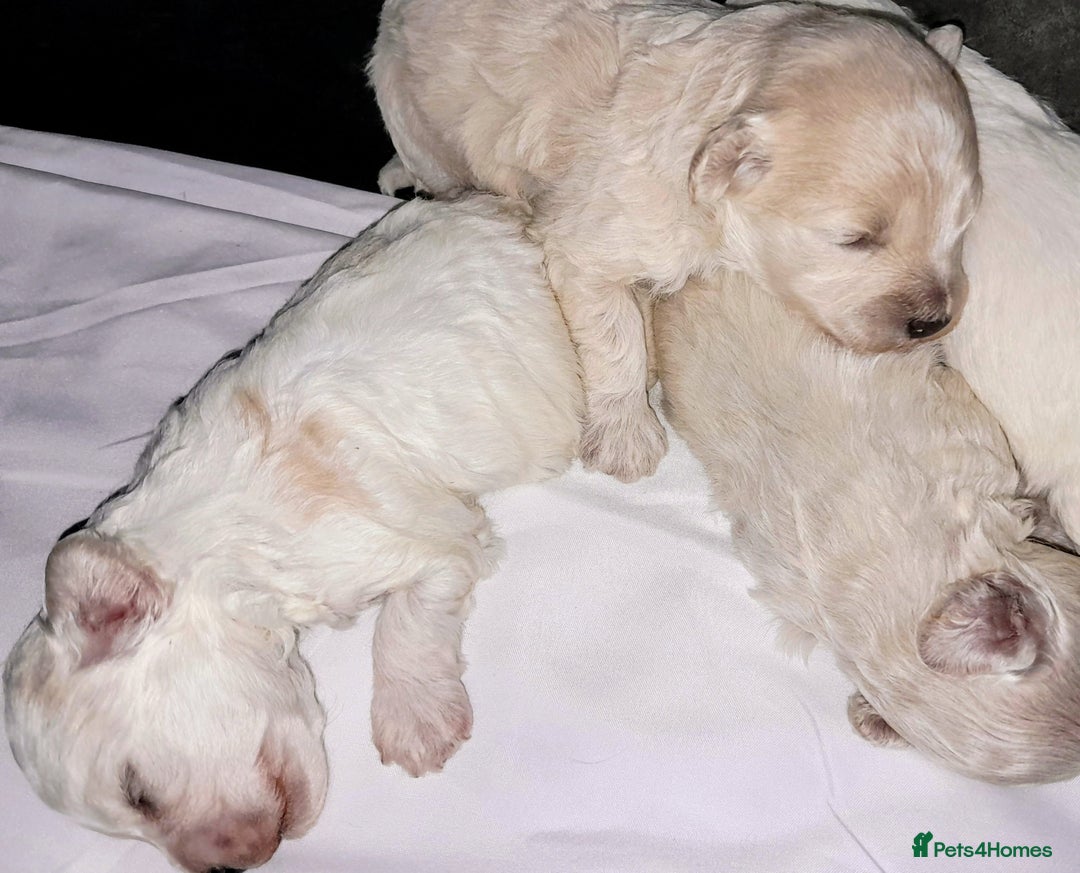 Maltipoo dogs for sale: HEALTH TESTED QUALITY F1 TOY MALTIPOO PUPPIES🩷  - Image 12