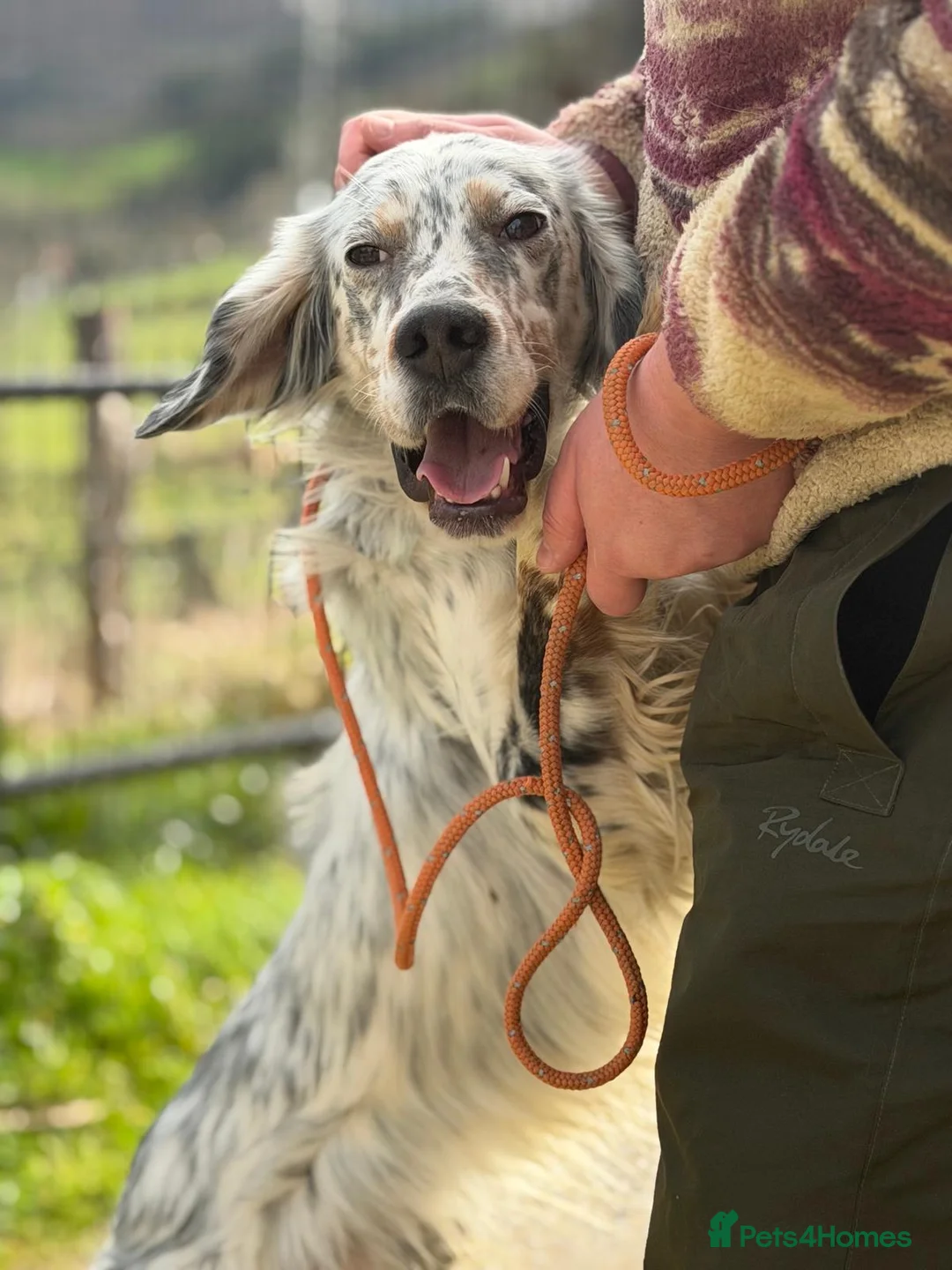 English Setter dogs for adoption: Oreka - Advert 5