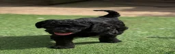Cockapoo dogs for sale: Cockerpoo puppies F1B  - Advert 6