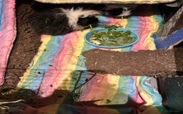 Guinea Pig rodents for sale: 2 Guinea pigs sisters  - Image 5