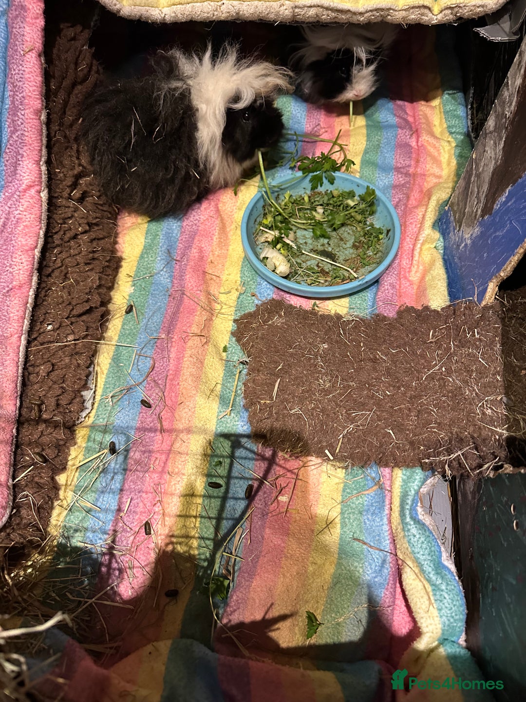 Guinea Pig rodents for sale: 2 Guinea pigs sisters  - Image 5