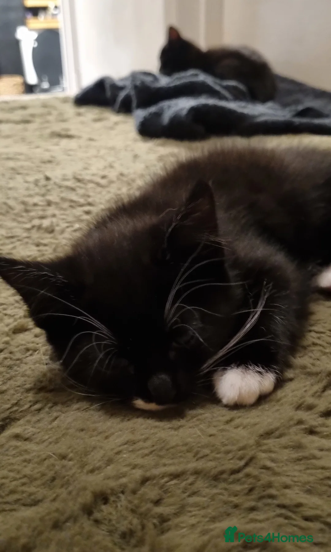 British Shorthair cats for sale: Black and white kittens  - Advert 7