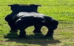 Staffordshire Bull Terrier dogs for stud: Staffordshire Bull Terrier  - Image 15